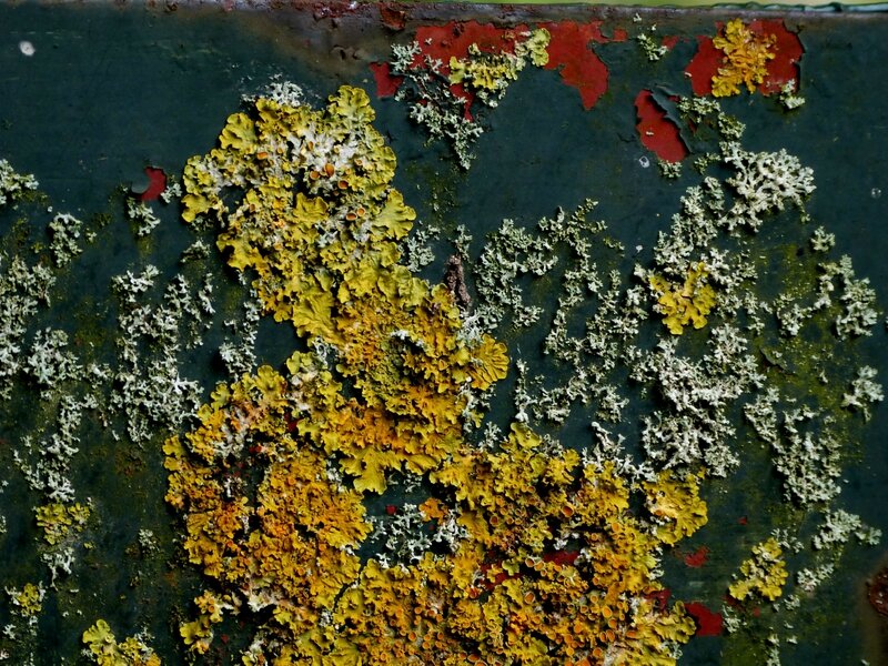 Couleur d'automne 8