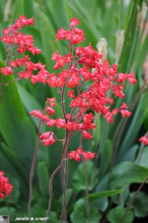 Heuchera-sanginea