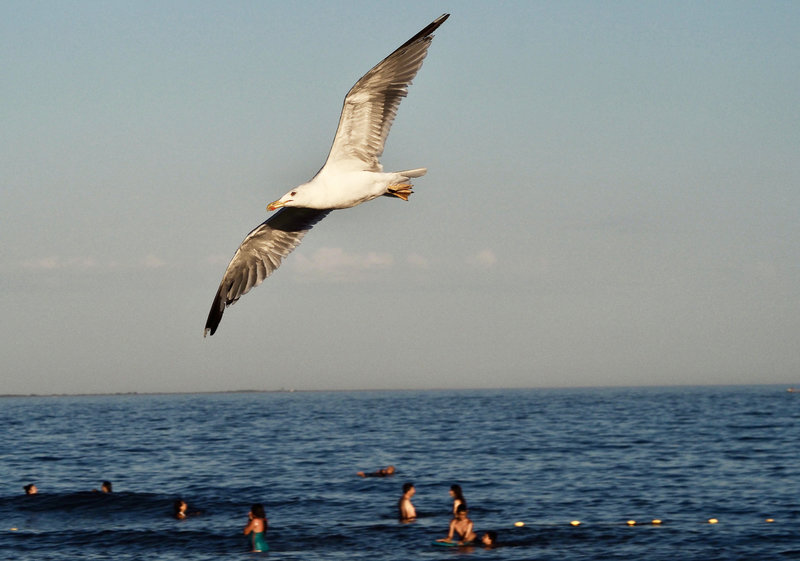 1-Carnon-mer-sea-bird-holidays-ma-rue-bric-a-brac