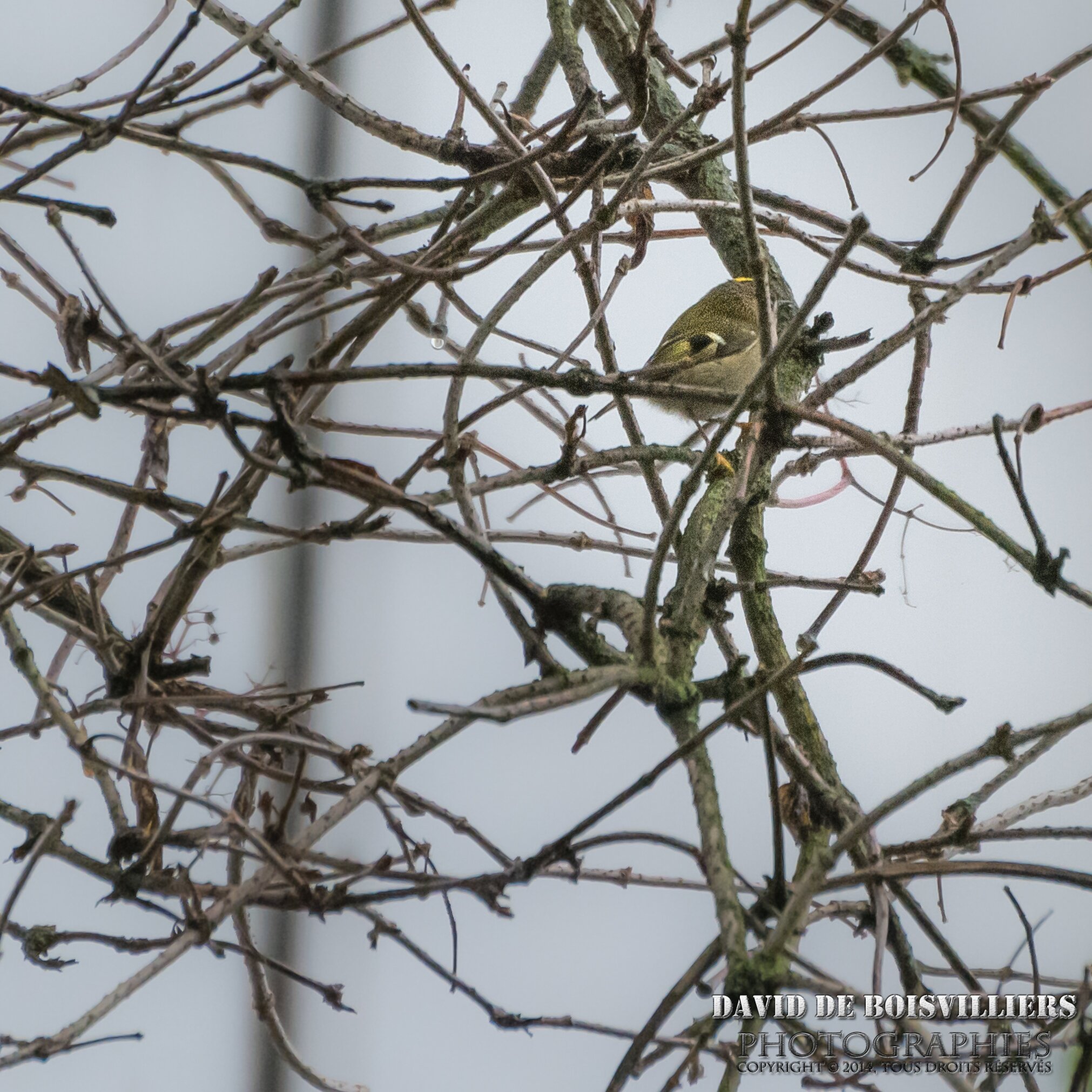 Roitelet huppé (Regulus regulus) 