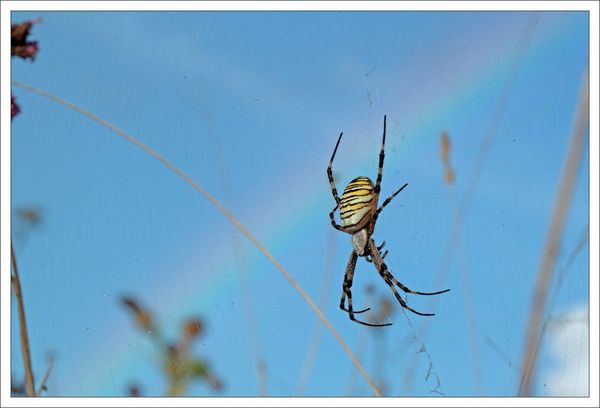 plaine epeire arc en ciel 5 250812