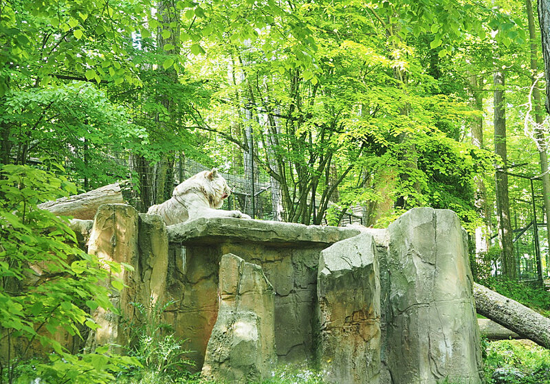 zoo-beauval-animaux-tigres-1