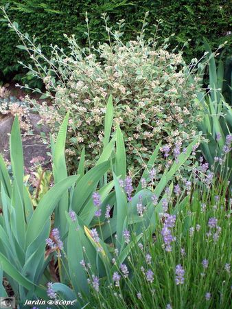 Cotonoaster