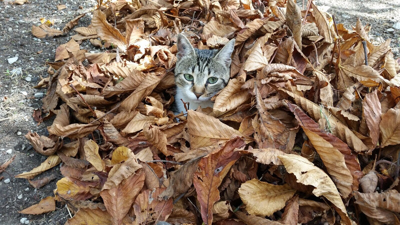 chat feuilles