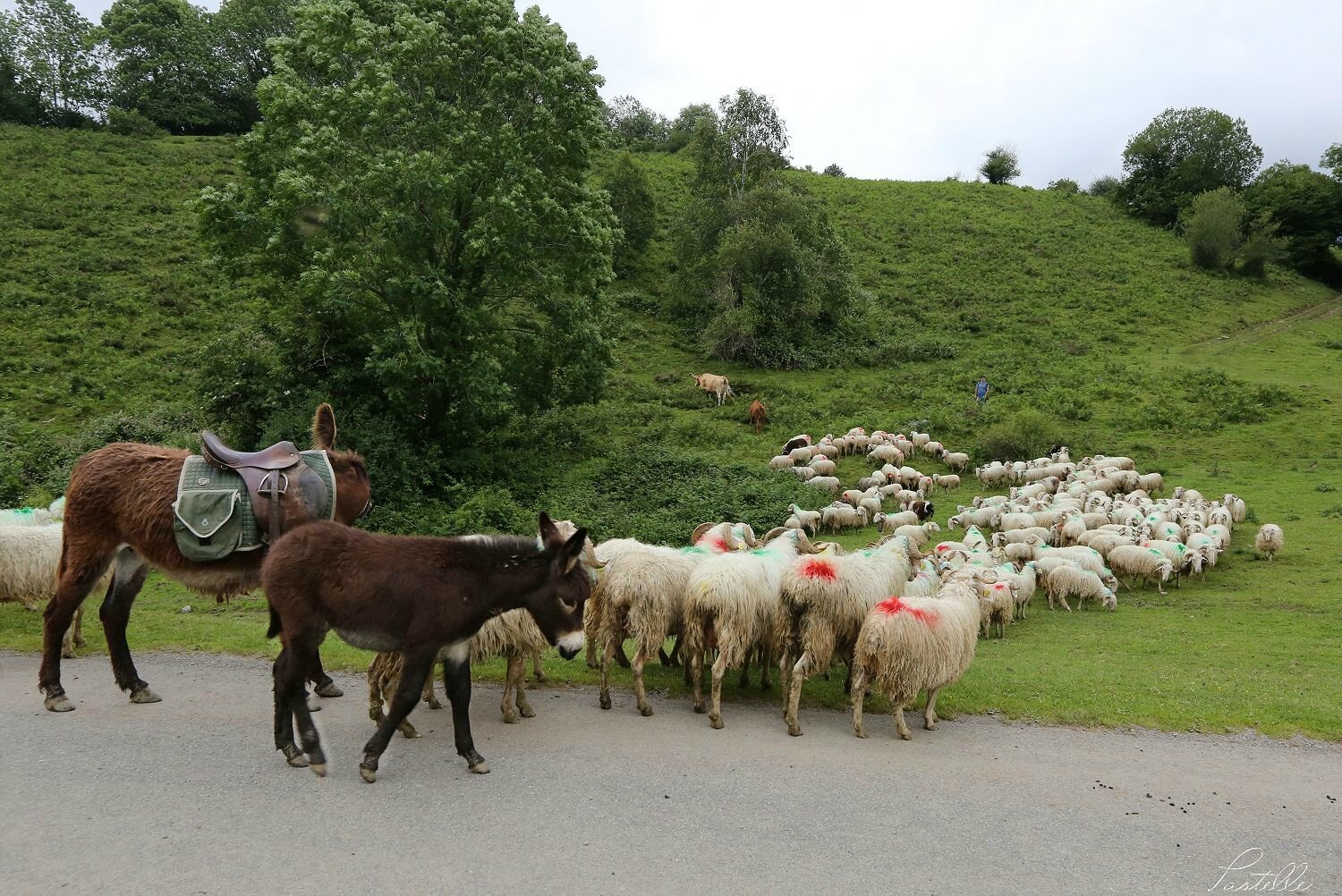 Transhumance_A99A4360
