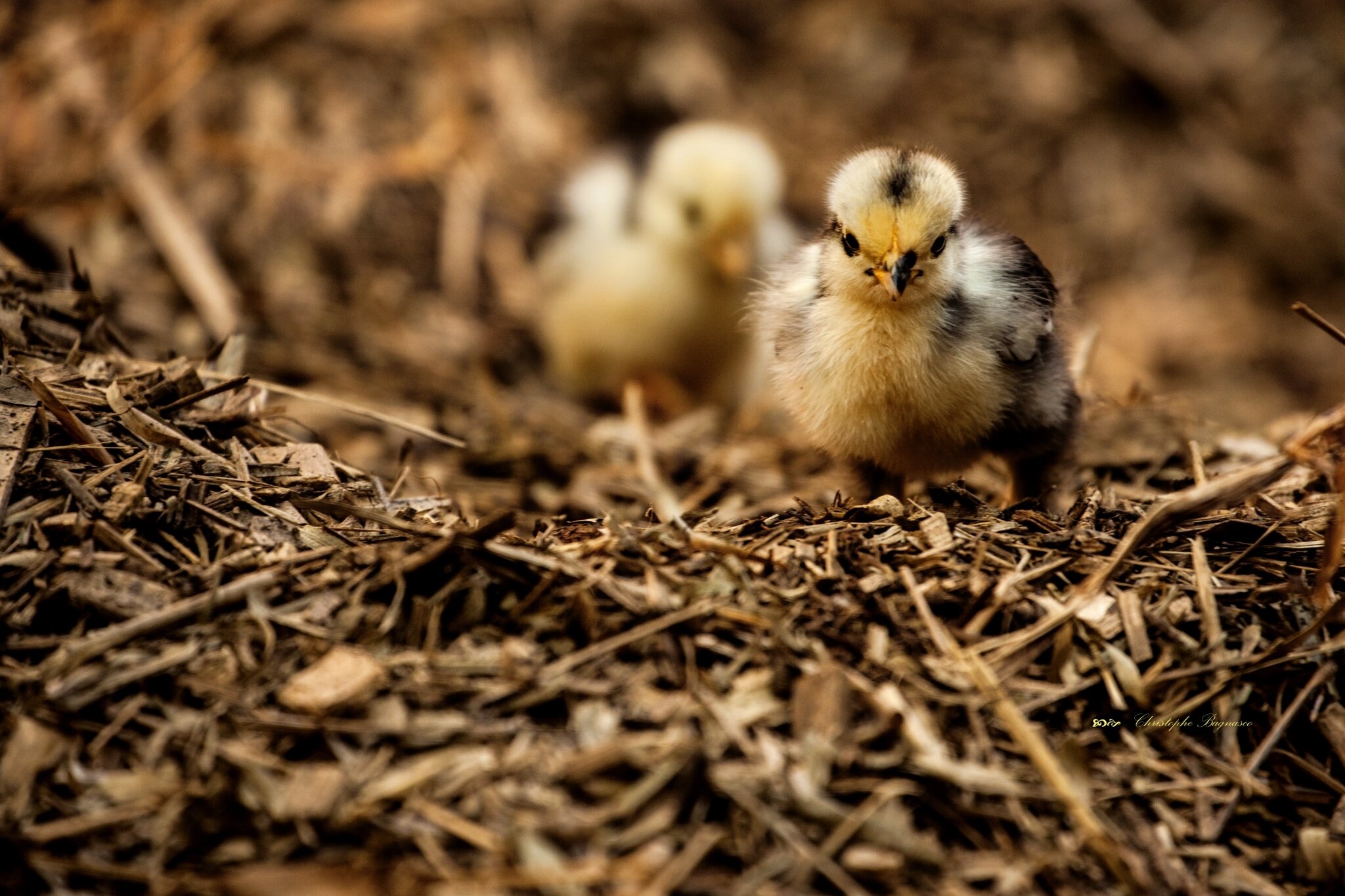 La contestation des Poussins