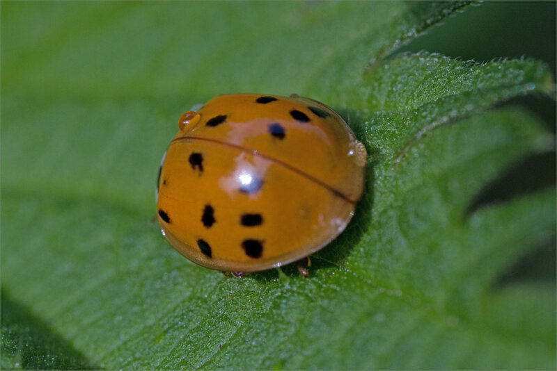 SM ville coccinelle gouttes 170618 1