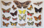 LES-PAPILLONS-14-grand-livre-d'or-muluBrok