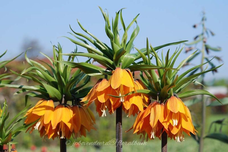 Fritillaria imperialis ' Orange Brilliant'