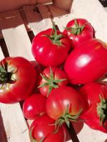 tomates