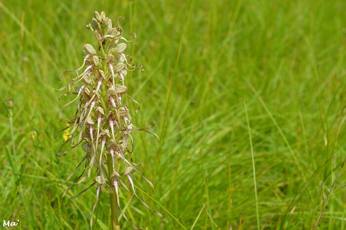 180603_combovin_9_orchis_bouc