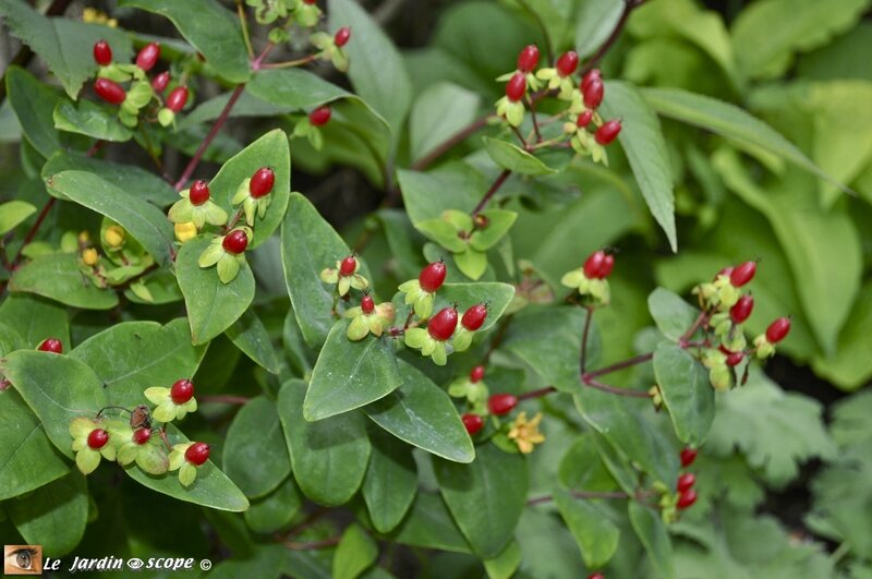 Hypericum-androsaenum-orange-Flair-2
