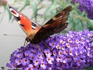 Paon_du_jour_sur_fleur_de_Buddleia