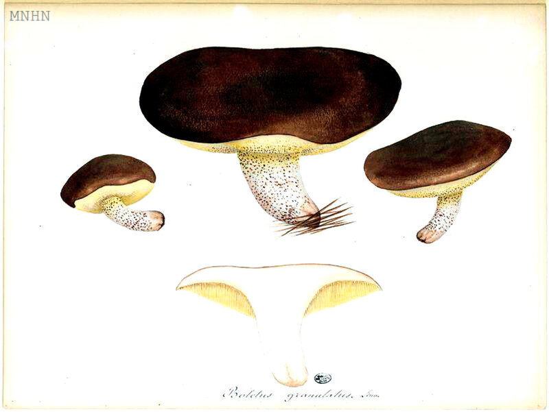 24 bis Boletus granulatus Linn