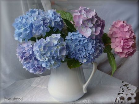 hortensias du jardin