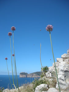 punta_giglio_fleurs_vue_sur_capo_caccia