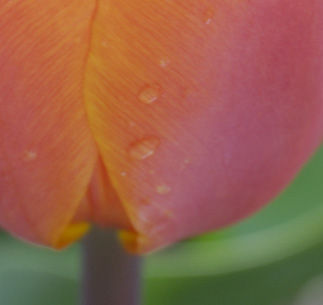 tulipedetail1