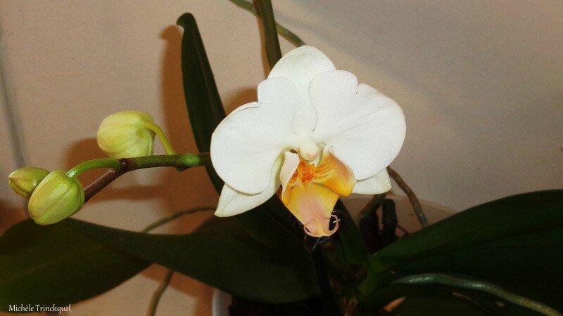 Orchidée blanche 170216