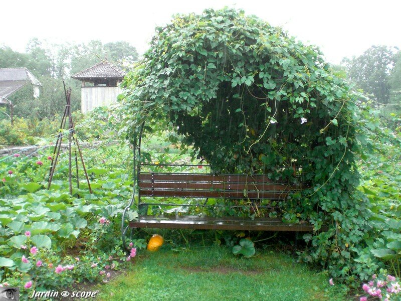 Banc sous pergola