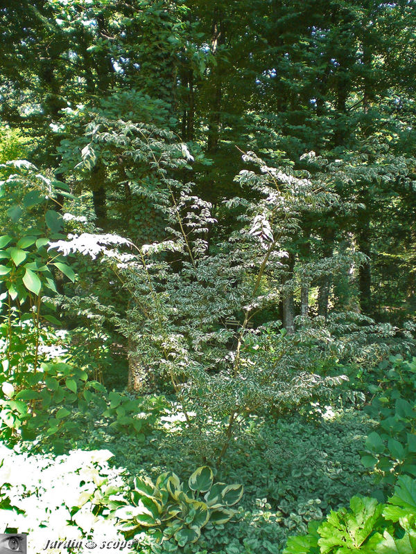 Scène de sous-bois