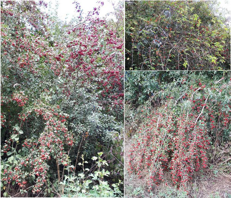 rouges1