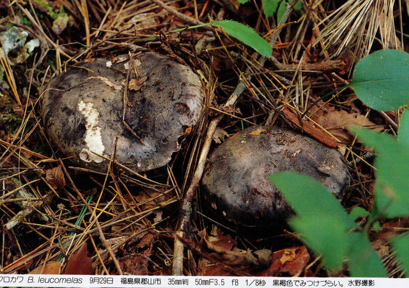 Boletopsis leucomelas IOH 445 Izawa