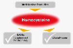 Homocysteine schéma