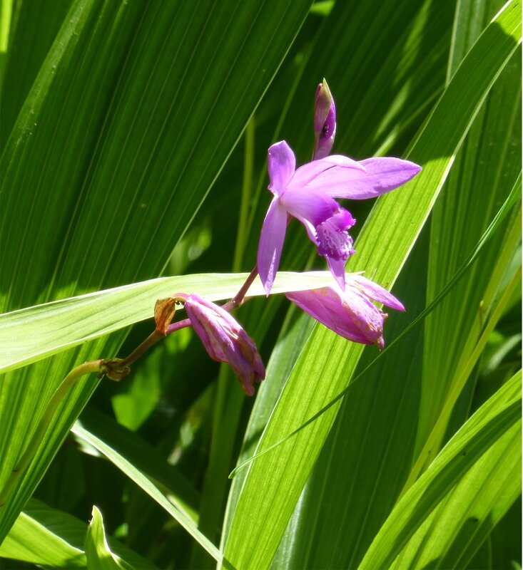 maulévrier orchidée jacinthe