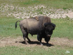17_Jun_04___Yellowstone__bison