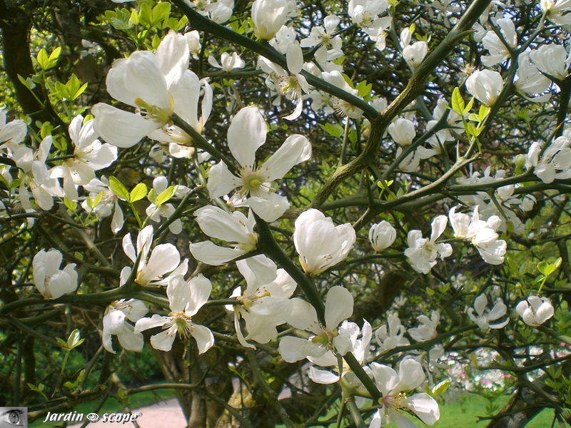 Poncirier trifolié en fleurs