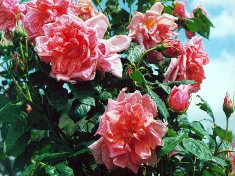 roses_lyonnaises-Mme_Edouard_Herriot