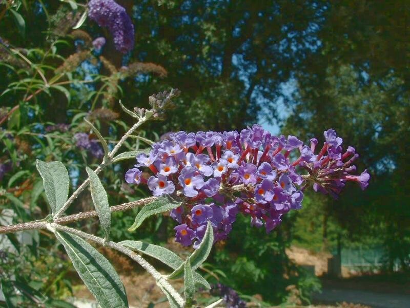 Buddleia_davidii