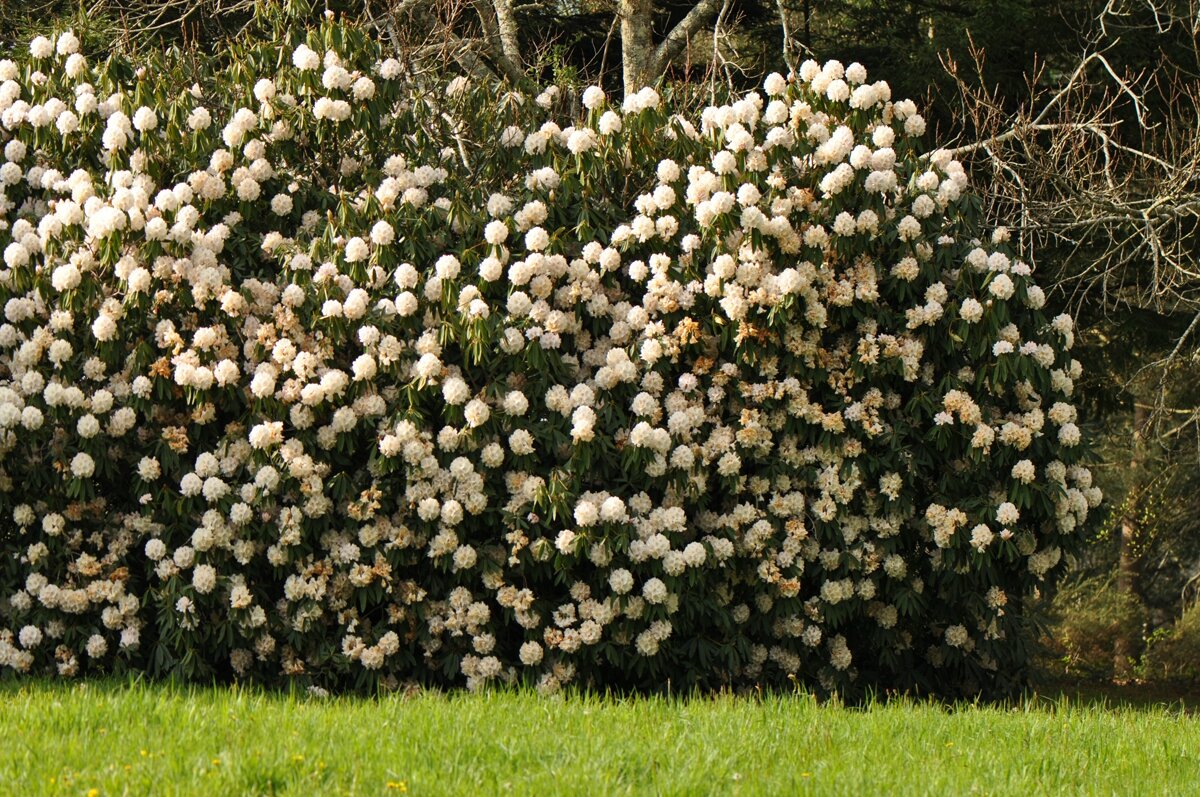DSC_1320