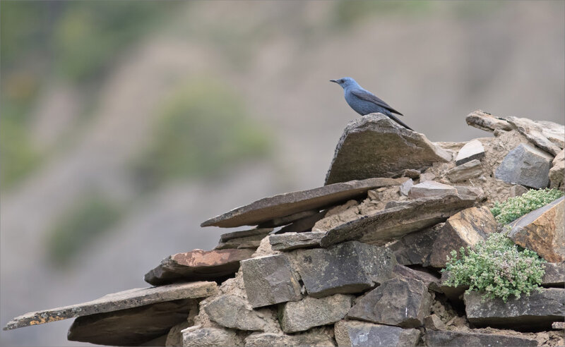 Aragon Escalona oiseau monticole bleu 020518 3