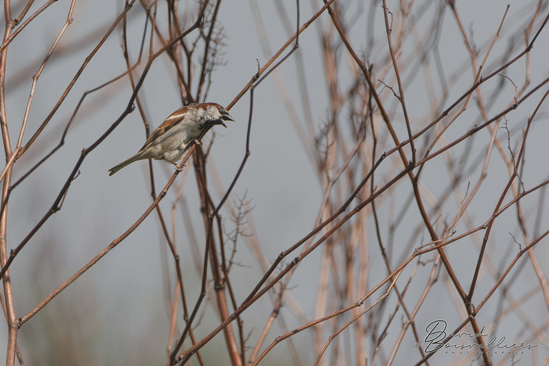 Moineau domestique (Passer domesticus) mâle