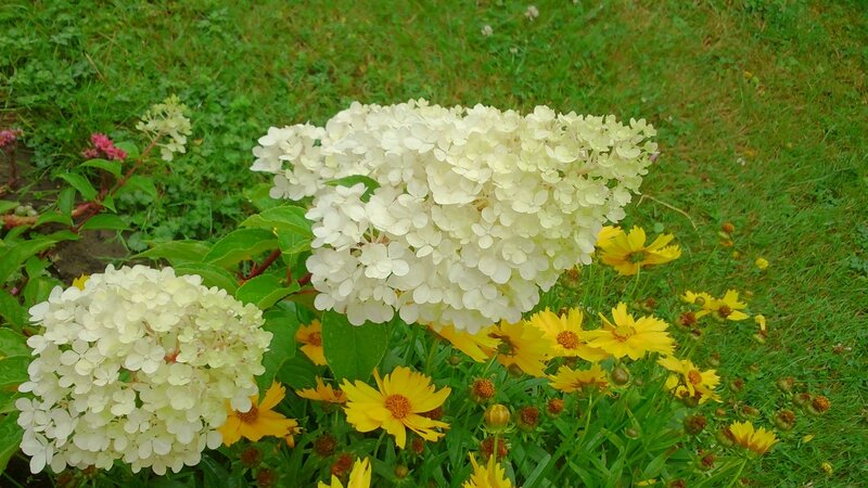 Fleurs, Dimanche 06 juillet 2014 (15)