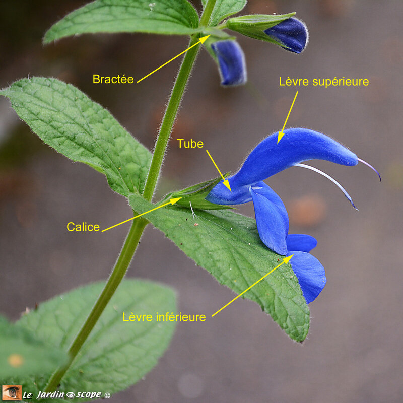 Salvia-Patens