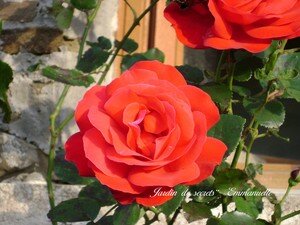 ROSE_ROUGE
