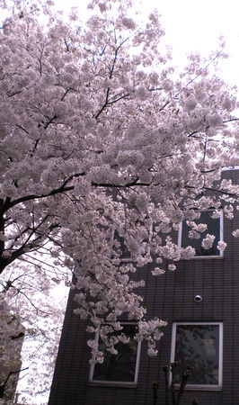 Sakura_2011_31