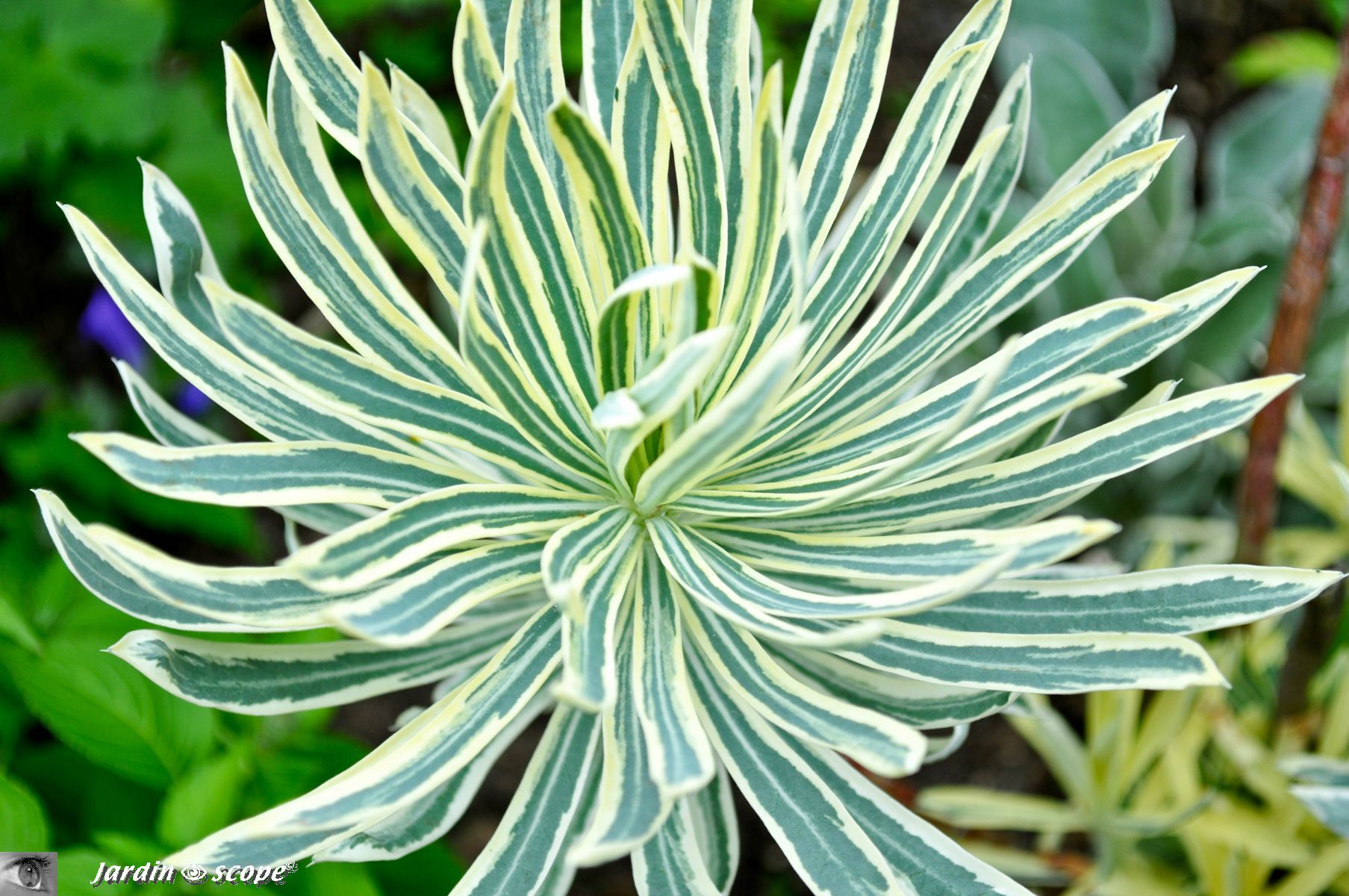 Euphorbia characias 'Burrow Silver'