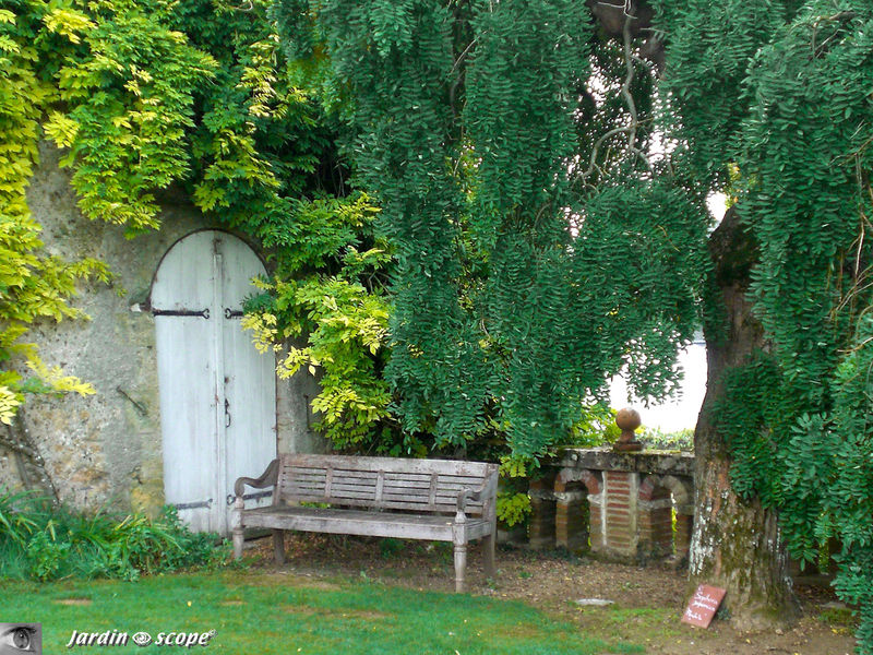 Banc sous Sophora Japonica à Valmer (37)