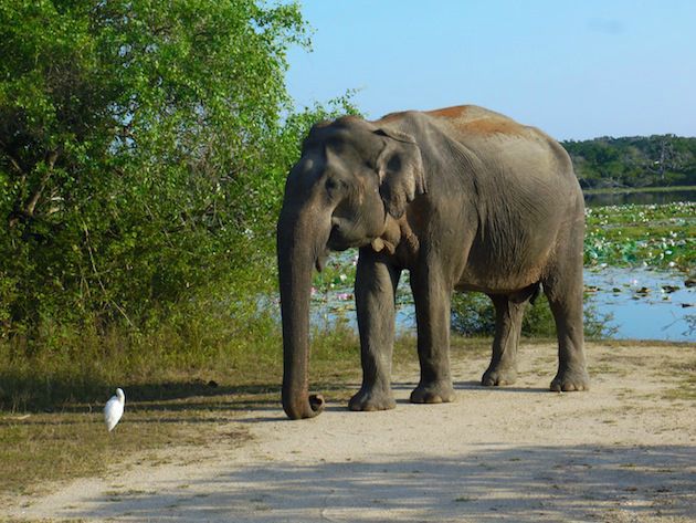 Sri Lanka 11 safari