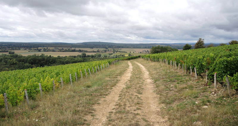 Pouilly-sur-Loire, de Loire en vignes, la Loge aux moines, vallée, vignes et sentier (58)