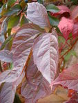 automne_au_jardin_009