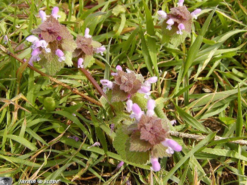 Lamier pourpre • Lamium purpureum