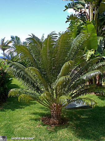 9151_Cycas_revoluta