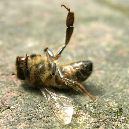 abeille_pierre