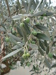 Olives