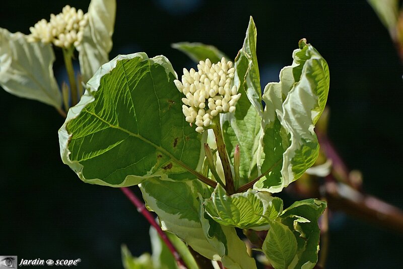 Cornus alba Elégantissima