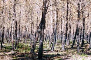 Sainte-Hélène une forêt à sécuriser